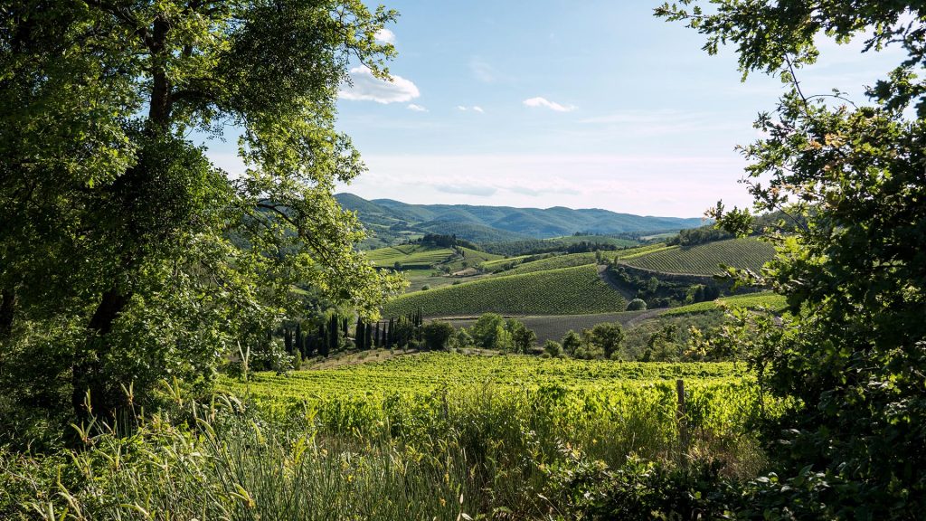 Fattoria Poggerino_image_vineyard 1