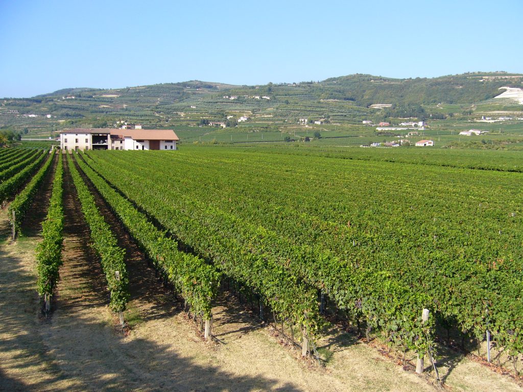 Ilatium Morini_image_vineyard 3
