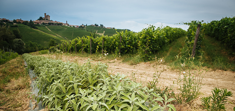Rivetto Barolo Briccolina