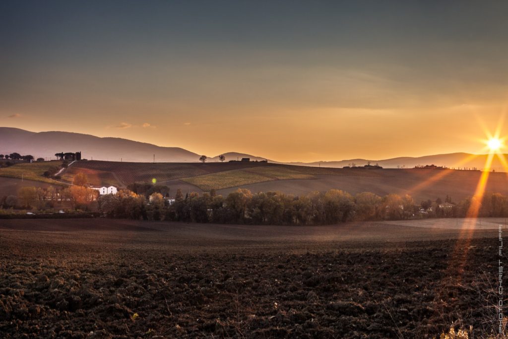 Scacciadiavoli_image_vineyard 2