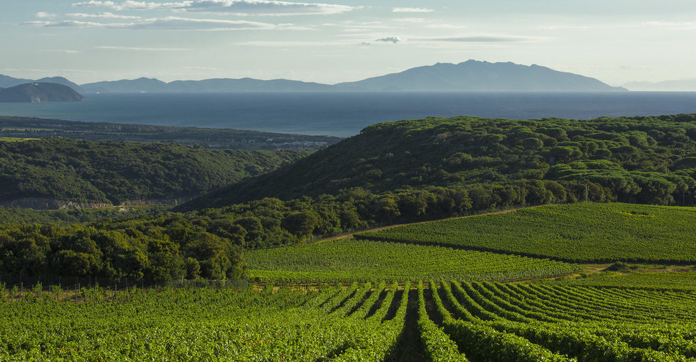 Tenuta Argentiera_image_vineyard 3