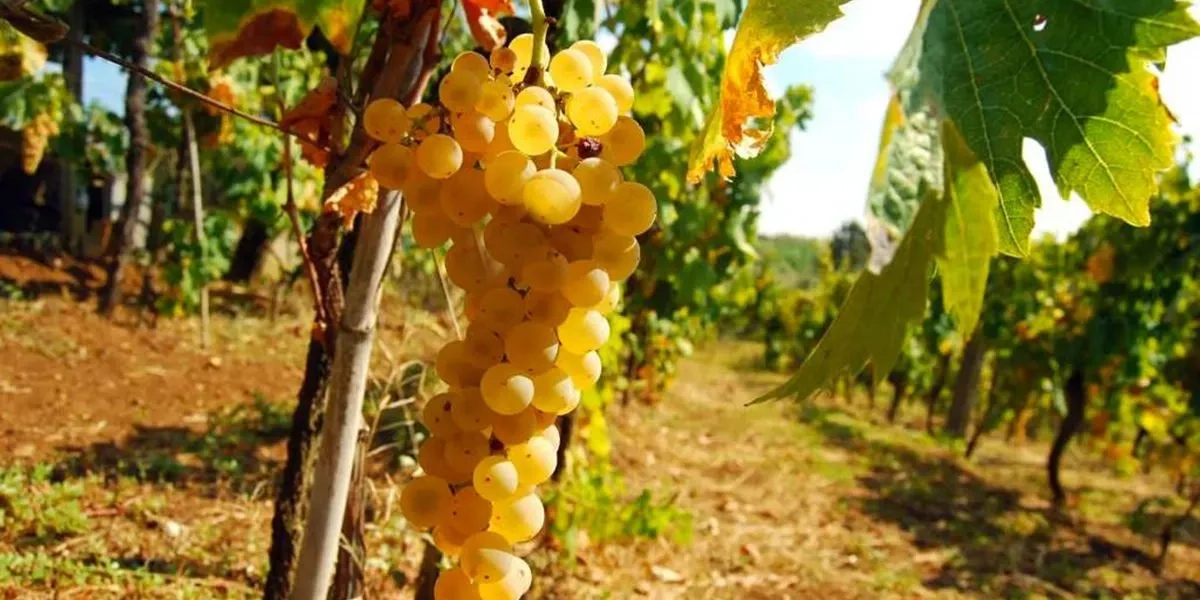 Cascina San Lorenzo Lunatico Moscato d’Asti