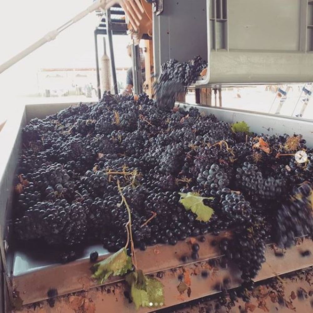 Ventisei_Brand_Image_Grapes