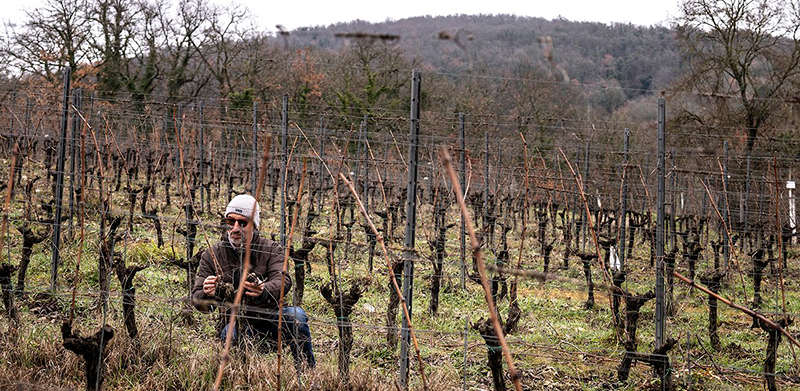 Fattoria Poggerino Rosato Aurora
