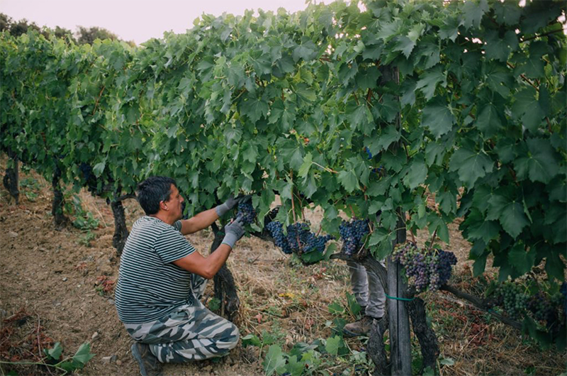 Podere Salicutti Rosso di Montalcino