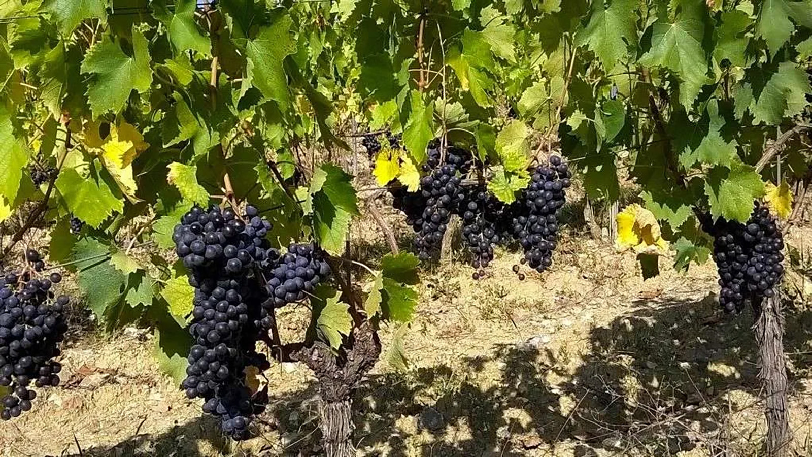 Fattoria Poggerino Il Labirinto
