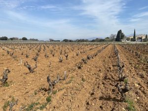 Volio_Photo_Charbonniere_Vines with domaine in distance copy