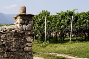 Castelfeder_image_Lagrein vineyard_Lag. Mauer