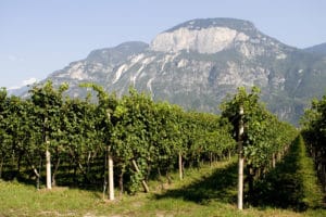 Castelfeder_image_Pinot Grigio 15er vineyard