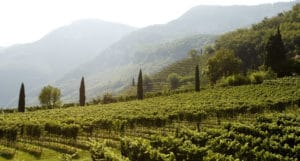 Castelfeder_image_Schiava vineyard_Breitbacher_Zypresse-C