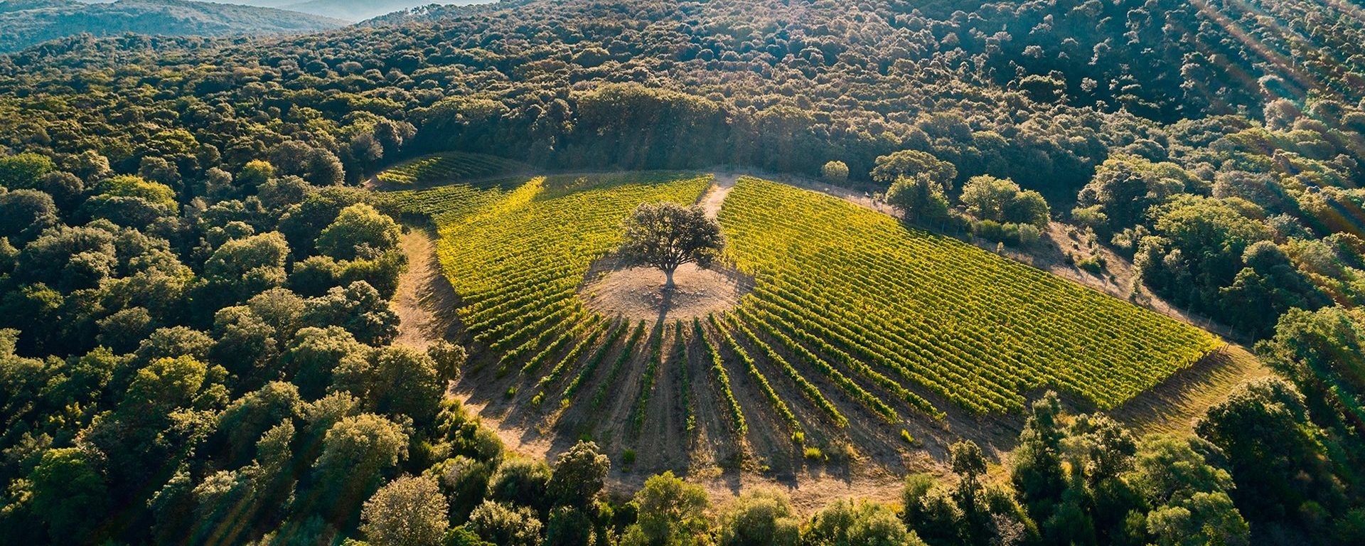 Tenuta Argentiera_image_vineyard ventaglio