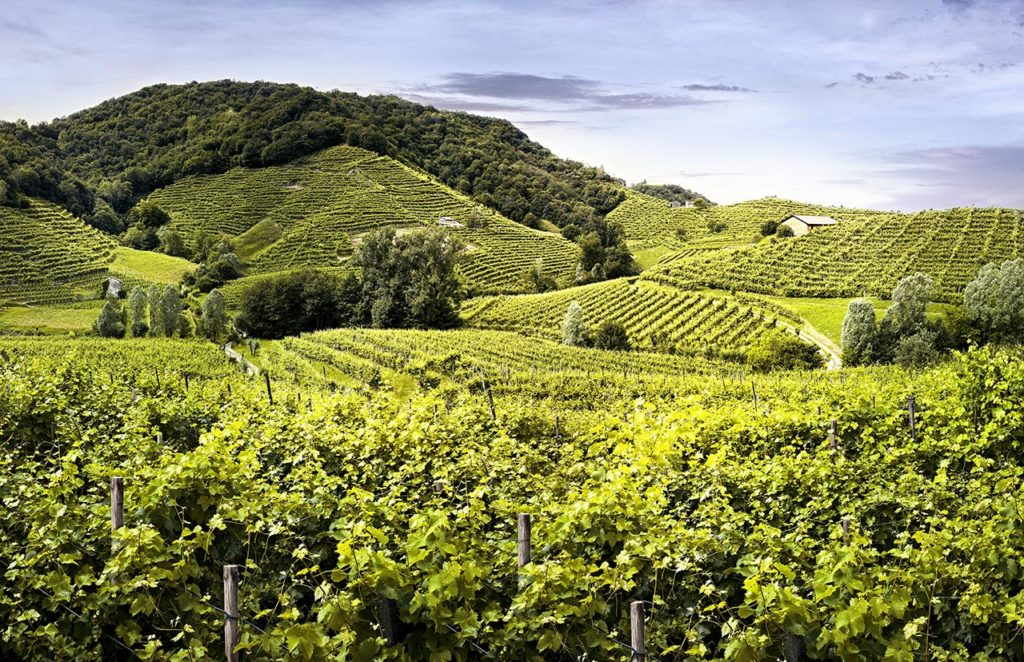 Col-Solivo_image_vineyard