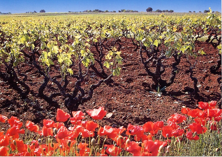 Felline_Images_vineyard-1