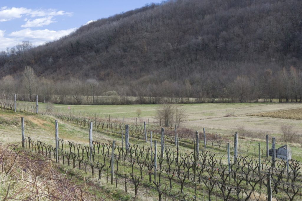 Borgo-del-Tiglio_image_vineyards-2