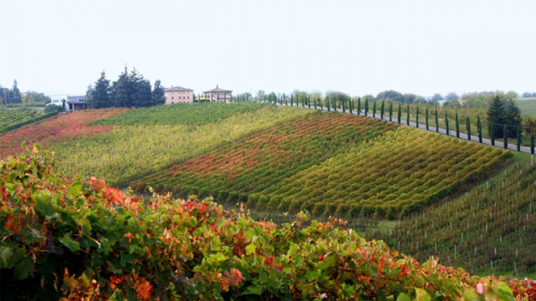 Fratelli-Ottoni_image_vineyard