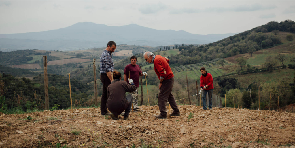 Podere-Salicutti_image_vineyard-work