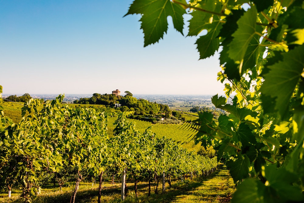 Caviro_Paesaggio-Romagna1_image_vineyards