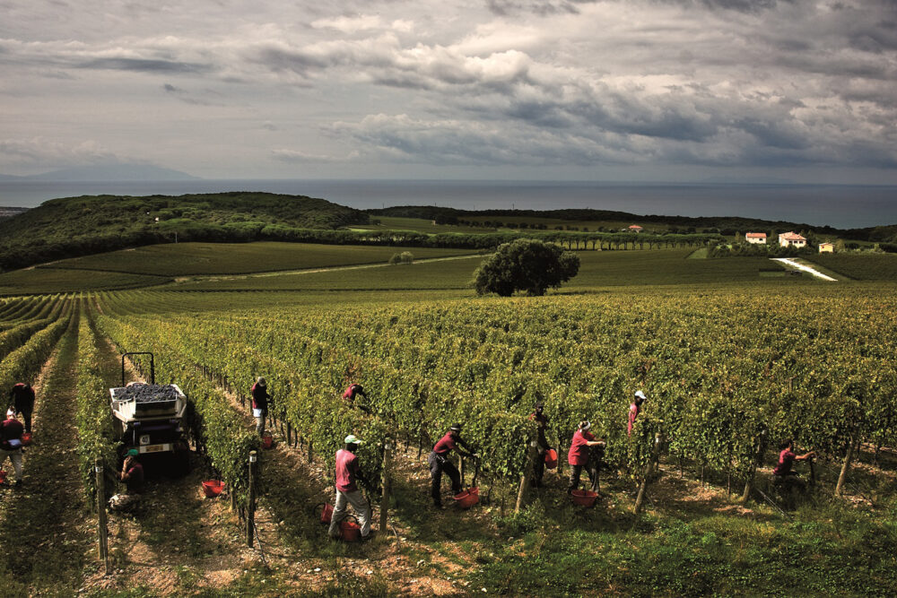 Tenuta Argentiera_image_harvest