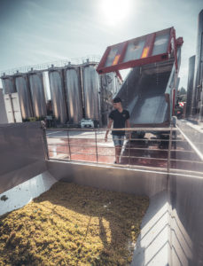 Cantine Povero 2022 Harvest1