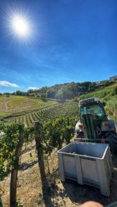 Cantine Povero 2022 Harvest10