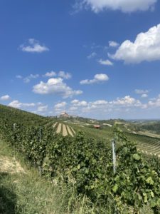 Cantine Povero 2022 Harvest6