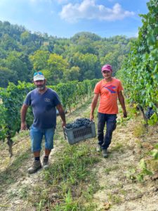 Cantine Povero 2022 Harvest7