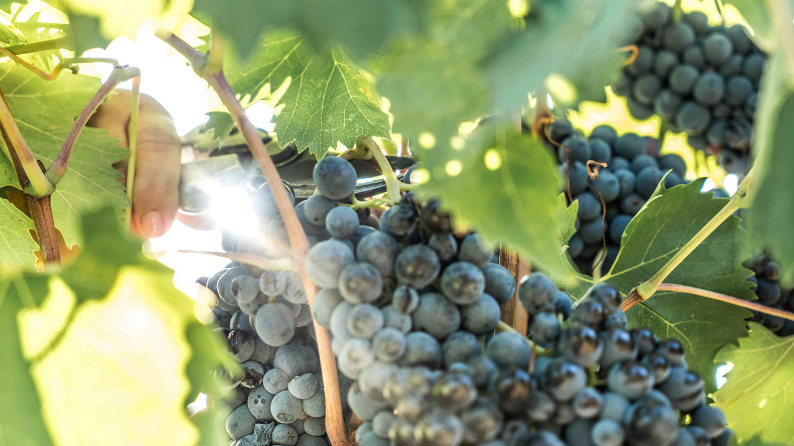 Tenuta Alzatura Montefalco Sagrantino