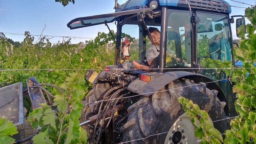 Scacciadiavolio 2022 Harvest2