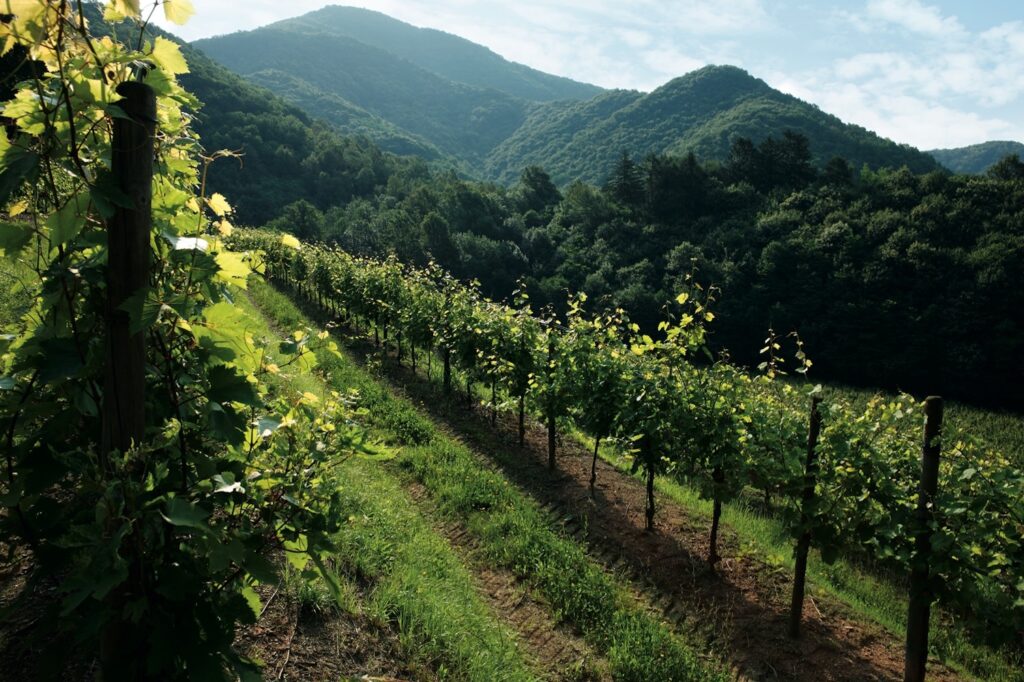 La-Roncaia_Vineyards_image