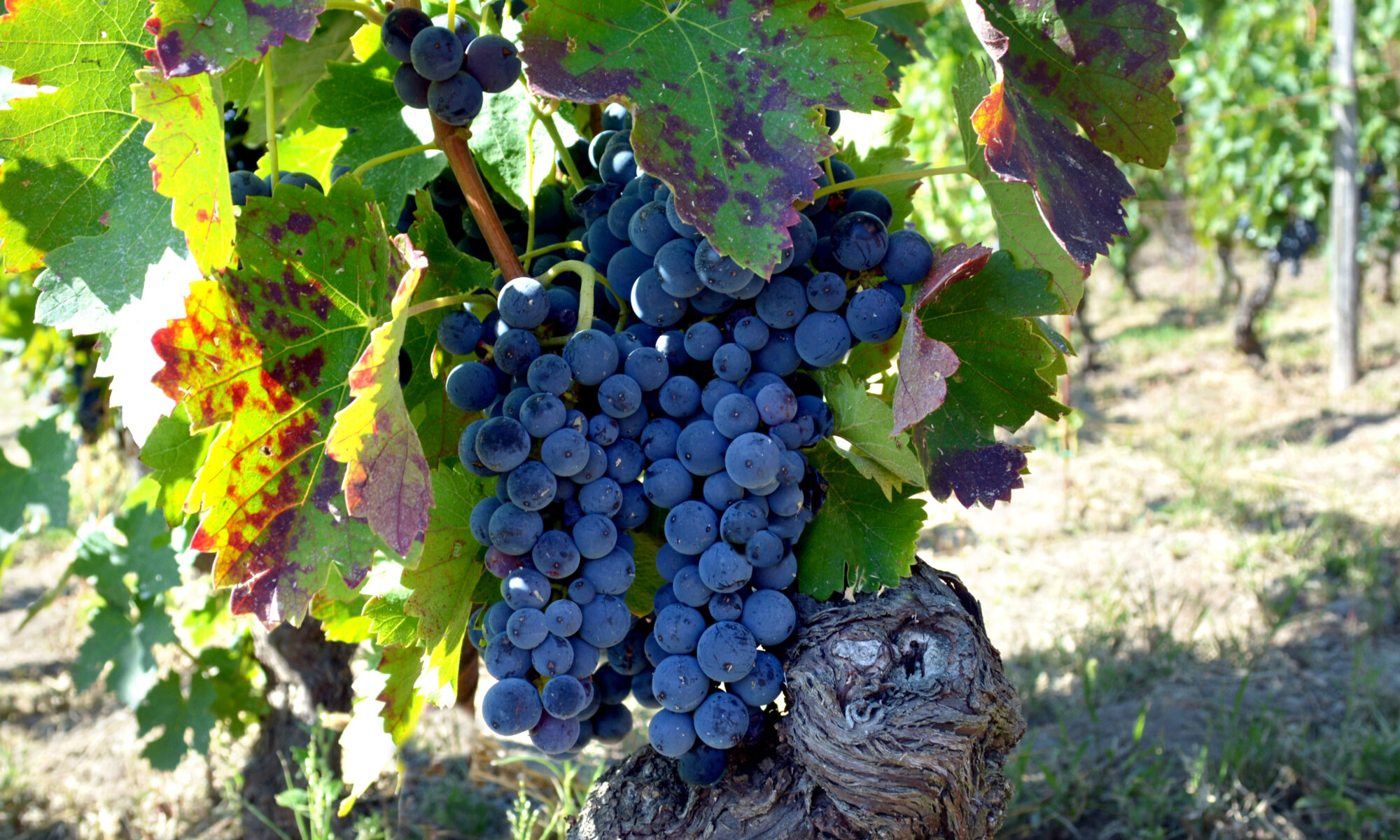Elena Fucci_image_Aglianico grapes close up6