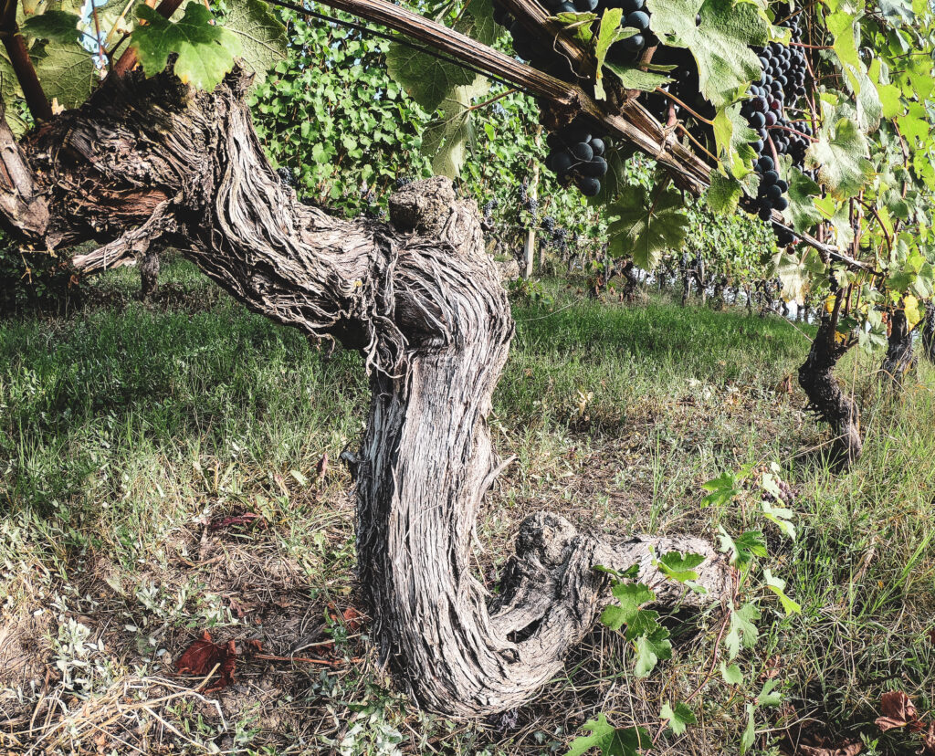Marengo Vines