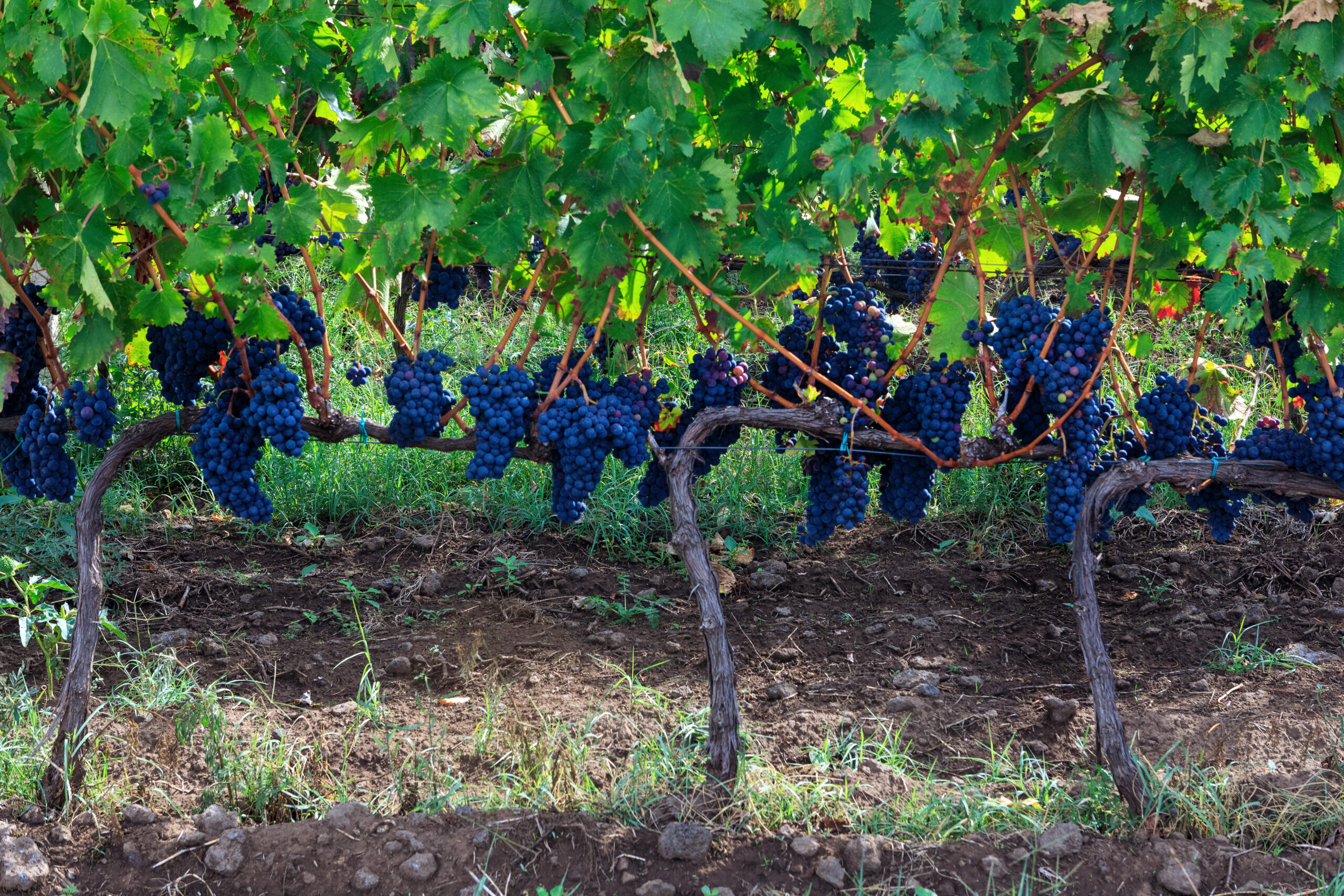 Duca di Salaparuta Lavico Etna Rosso
